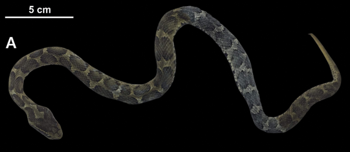 A Gloydius brevicauda, or short-tailed mamushi, from Pyeongyang, North Korea.