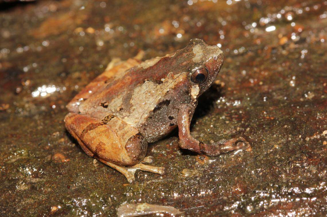 A Microhyla roedderi, or Roedder’s narrow-mouthed frog.