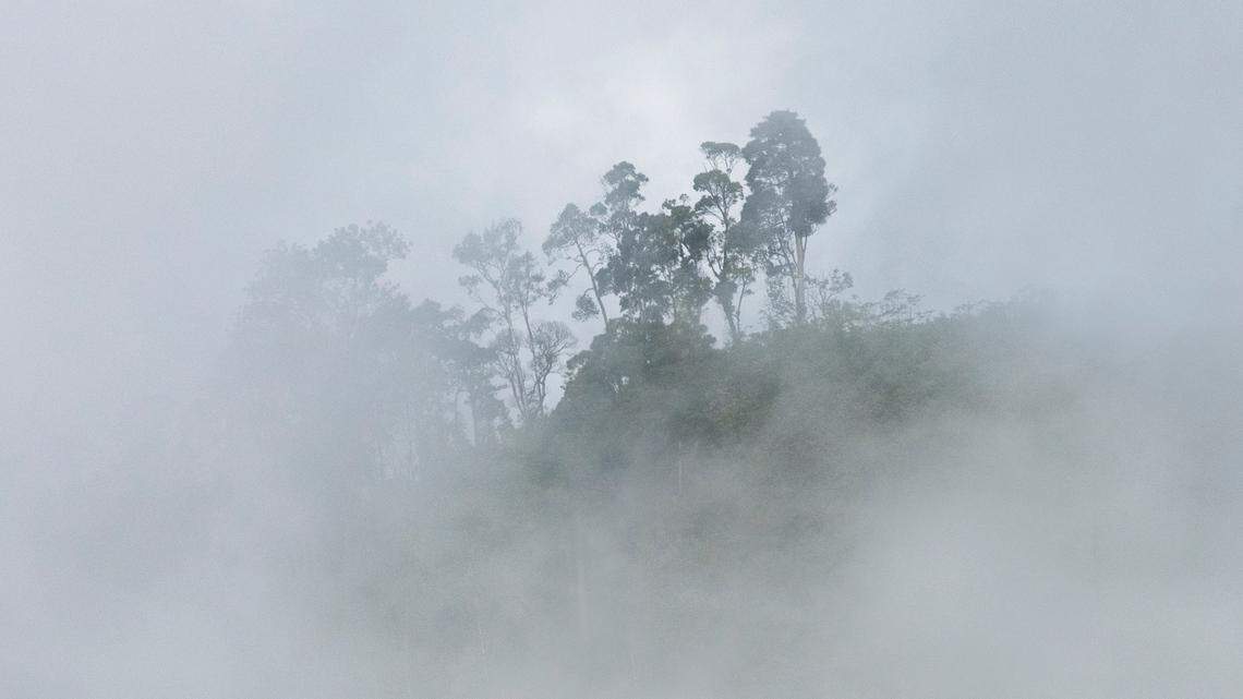 Scientists followed a chirping sound in a Madagascar forest to a “secretive” creature and discovered a new species, a study said.