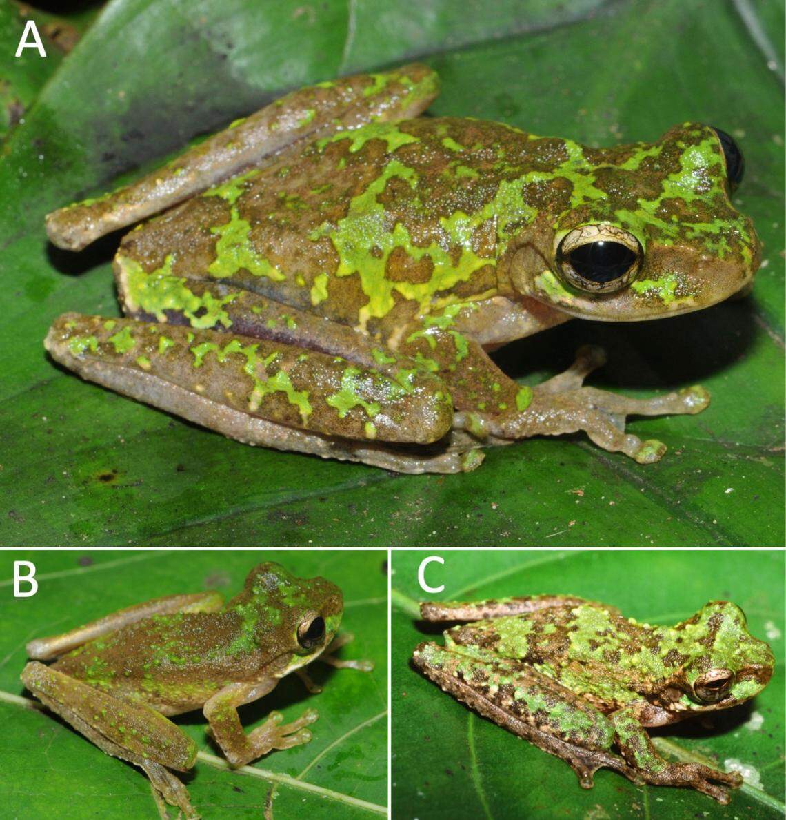The kikori torrent tree frog has a marbled pattern on its body.