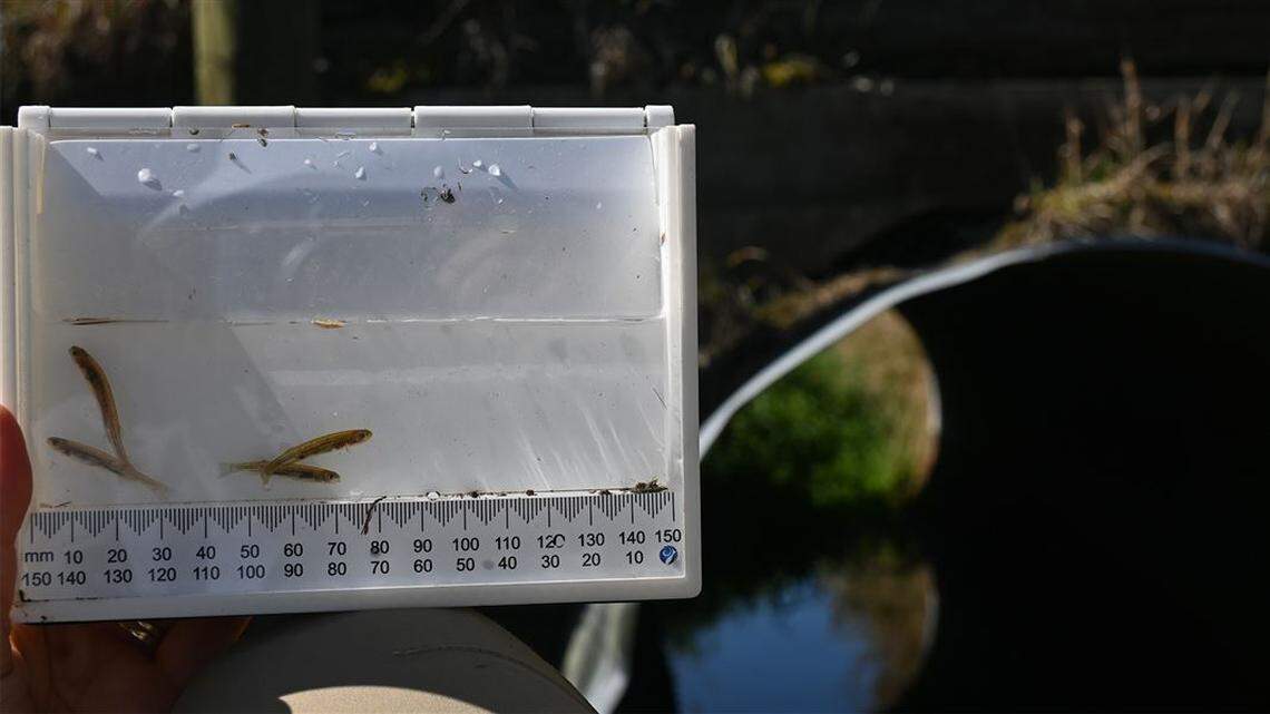 The species has “large eyes” and a preference for swampy habitats, much like J.R.R. Tolkien’s character Gollum from Lord of the Rings.
