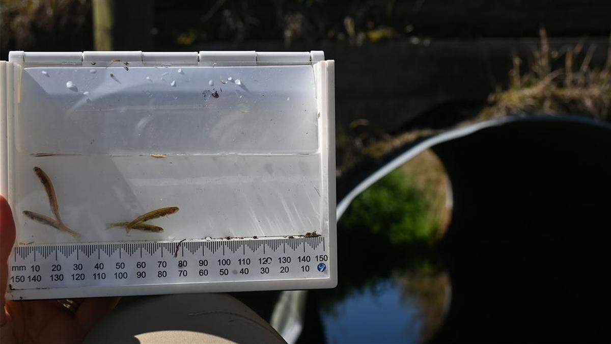 The species has “large eyes” and a preference for swampy habitats, much like J.R.R. Tolkien’s character Gollum from Lord of the Rings.