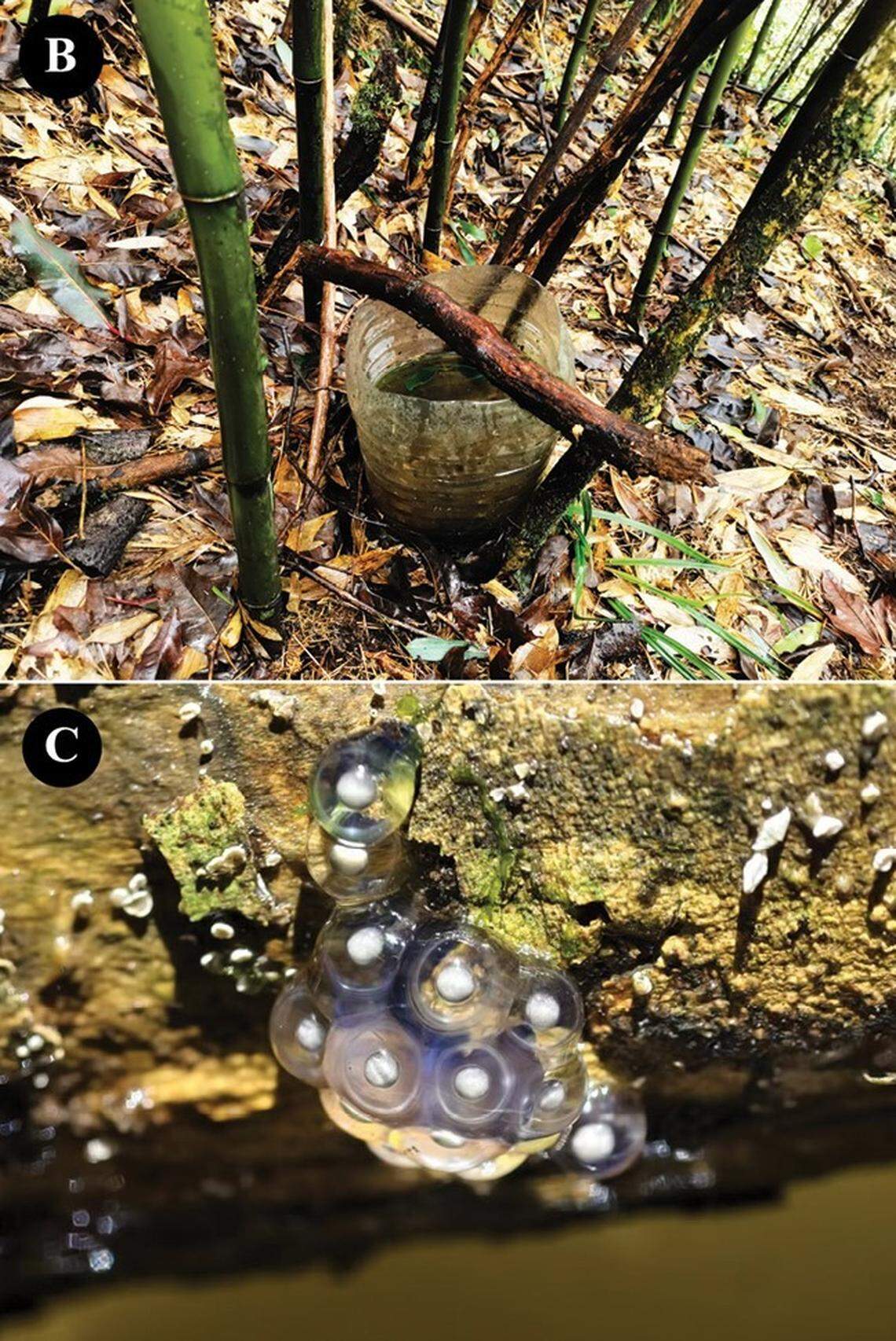 The eggs of Gracixalus liusanjieae, or the Maoershan small tree frog.