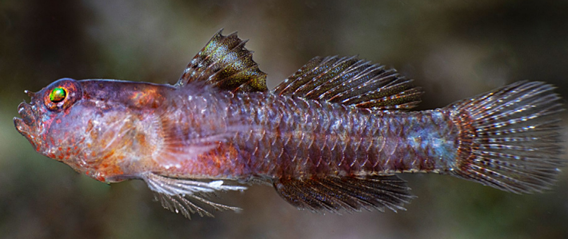 The coloration of the black dwarfgoby is unlike any displayed by the 134 other known goby species, according to the study.