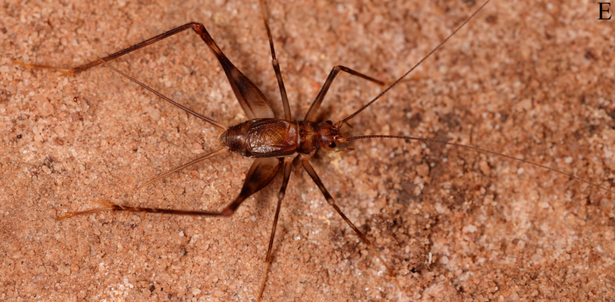The new species may spend its entire life in the cave without ever leaving, researchers said.