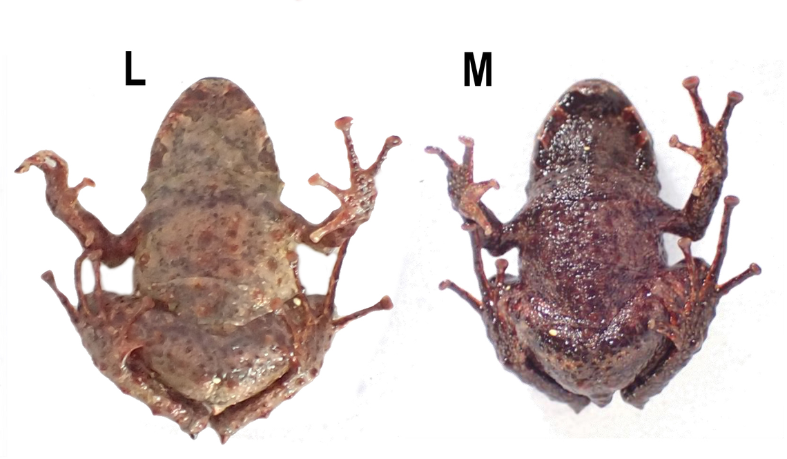 A pair of Pristimantis praemortuus, or Praemortuus’ rainfrogs, as seen from below.