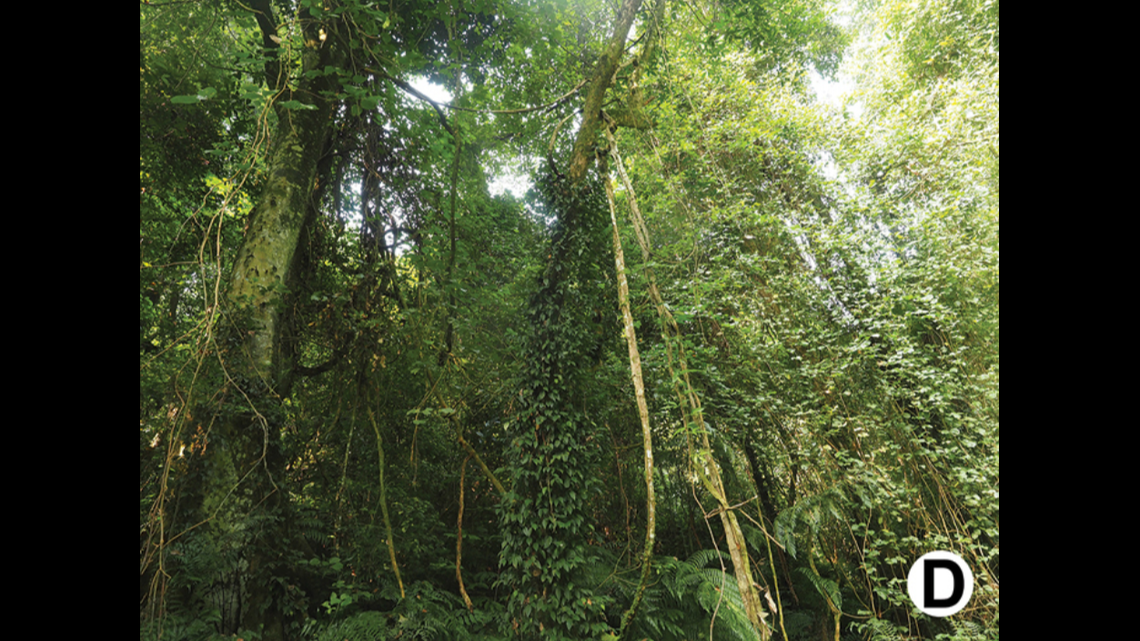 The new species is ochre-color with black markings and is about an inch and a half long, according to the study.