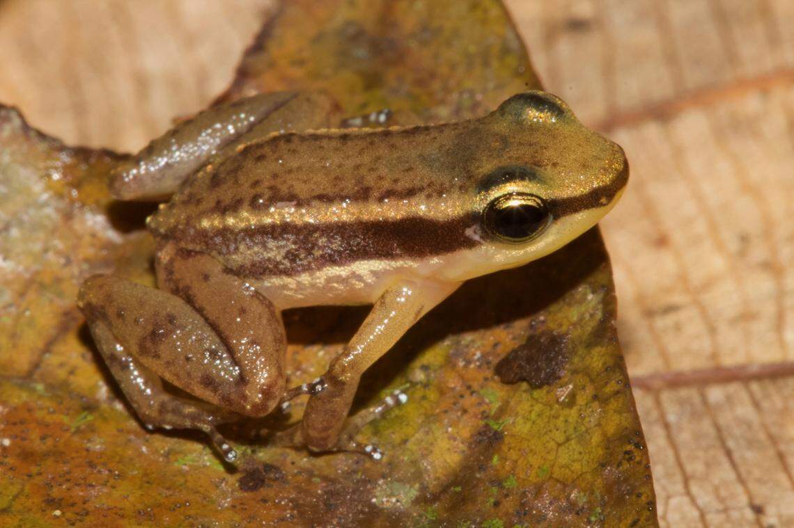 An Allobates liniaureum, or golden line nurse frog.