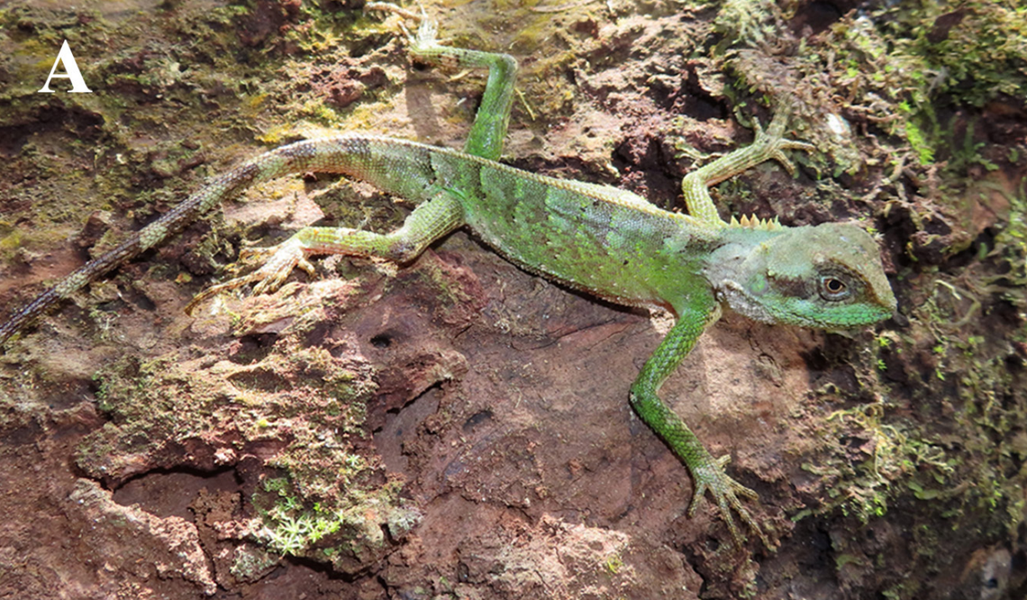 An Acanthosaura cuongi, or Cuong’s horned tree lizard.