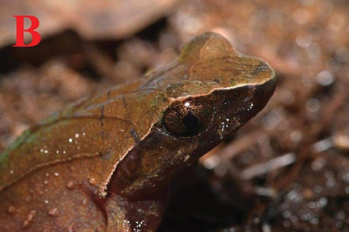The head of an Xenophrys yingjiangensis, or Yingjiang horned toad.