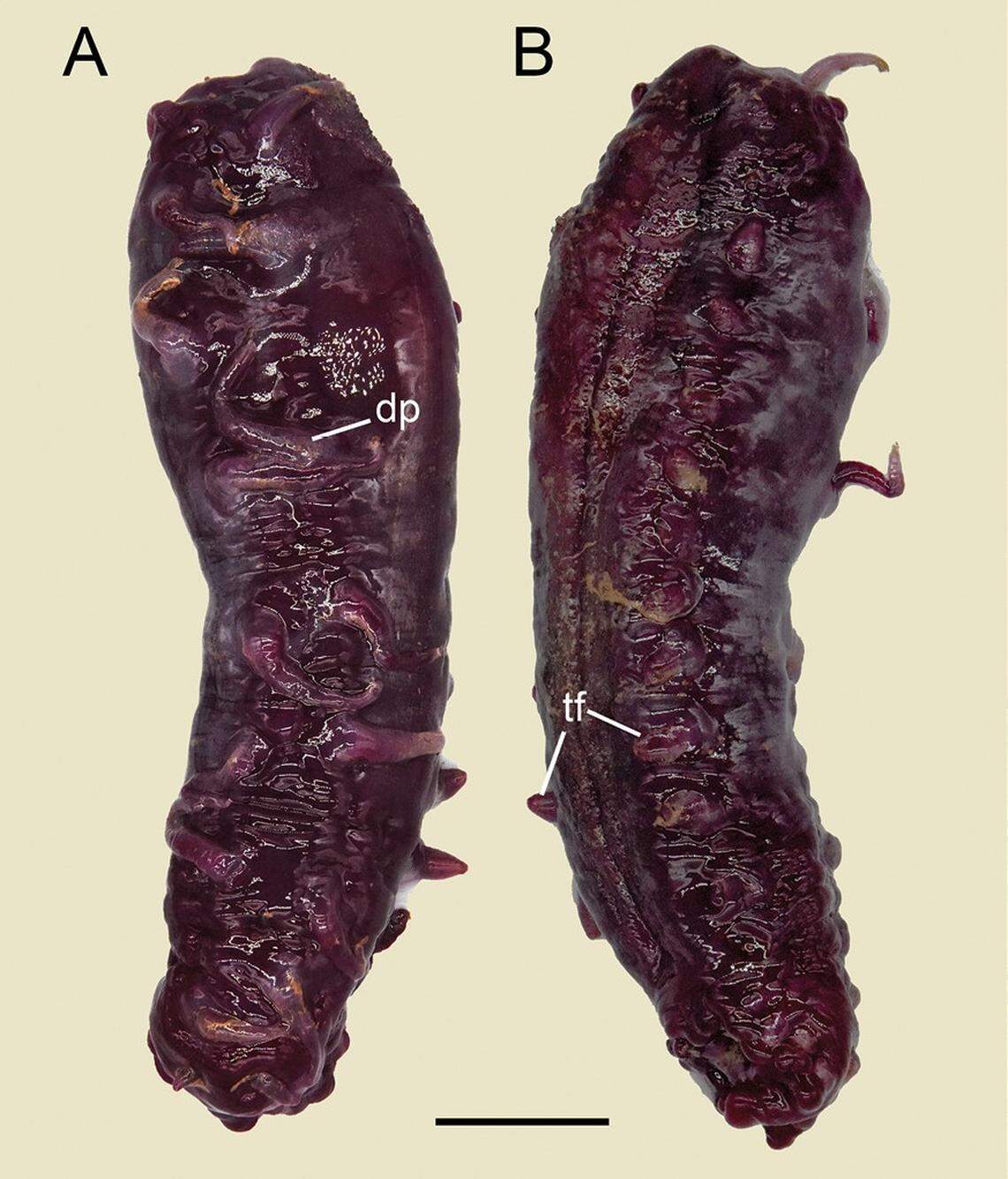 A Laetmogone multiradiolus, or multi-rayed sea cucumber, after being collected.