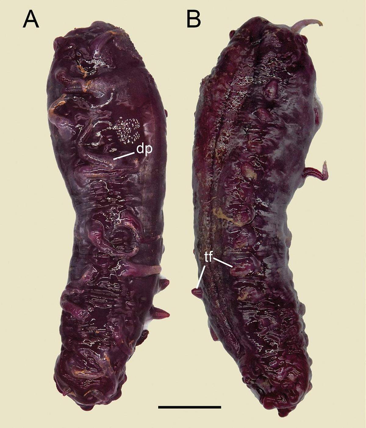 A Laetmogone multiradiolus, or multi-rayed sea cucumber, after being collected.
