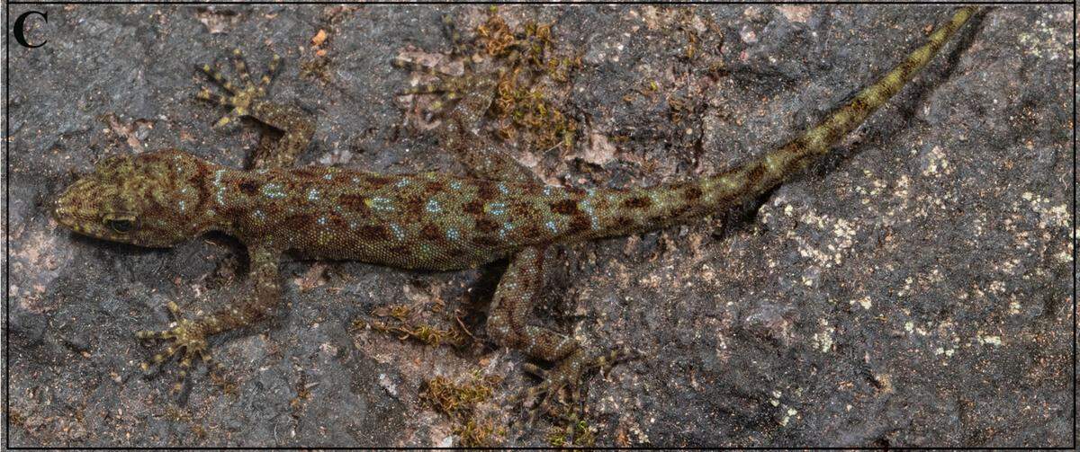 A juvenile Cnemaspis kalsubaiensis, or Kalsubai dwarf gecko.