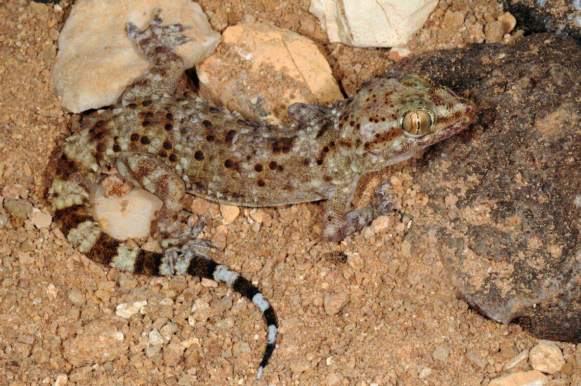 A Hemidactylus huluul, or Huluul gecko.