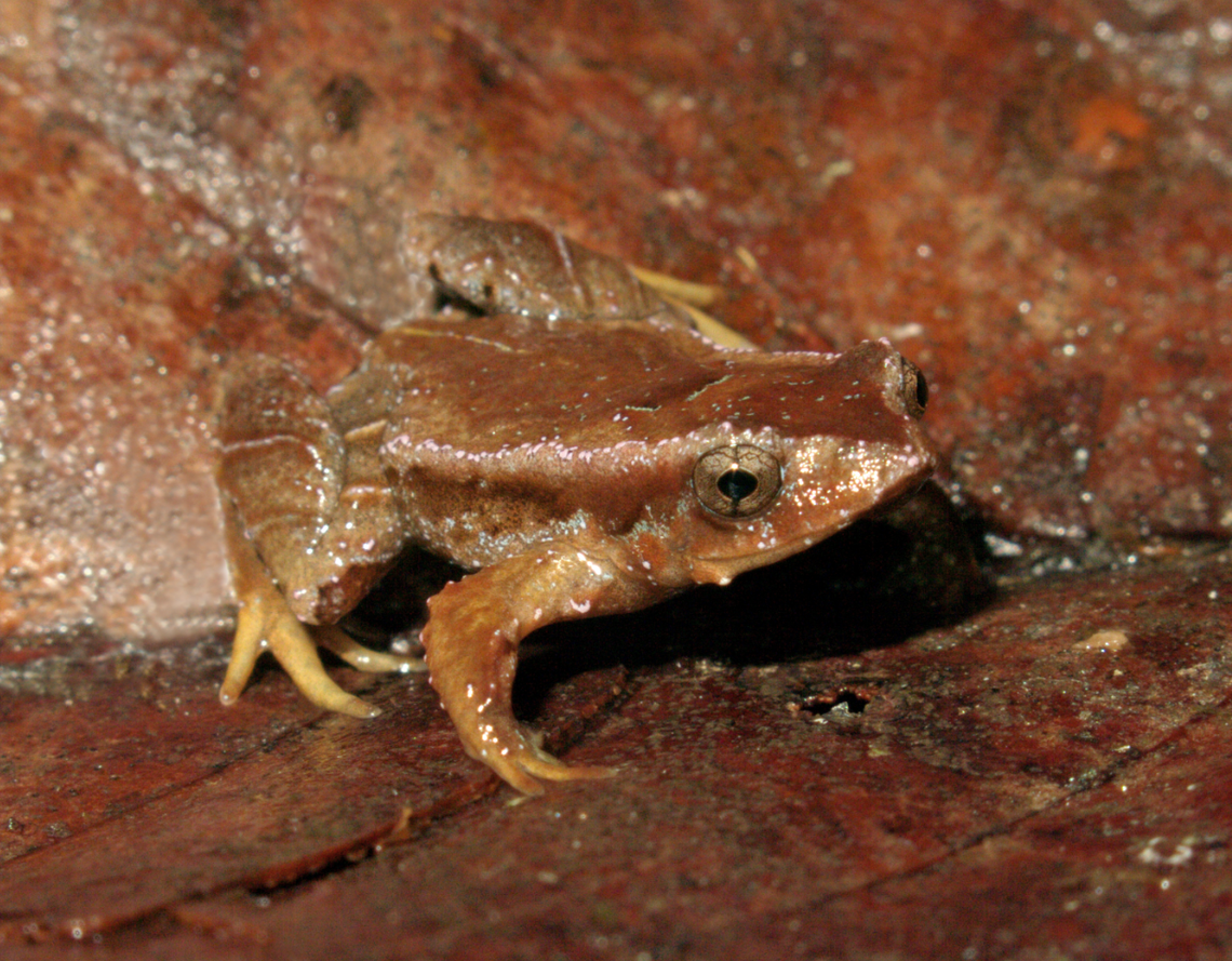 A Paratelmatobius stellaris, or starry rapids frog.