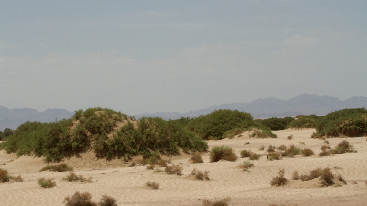 Scientists found a camouflaged animal with a long tail on sand dunes near Boshruyeh and discovered a new species, a study said.