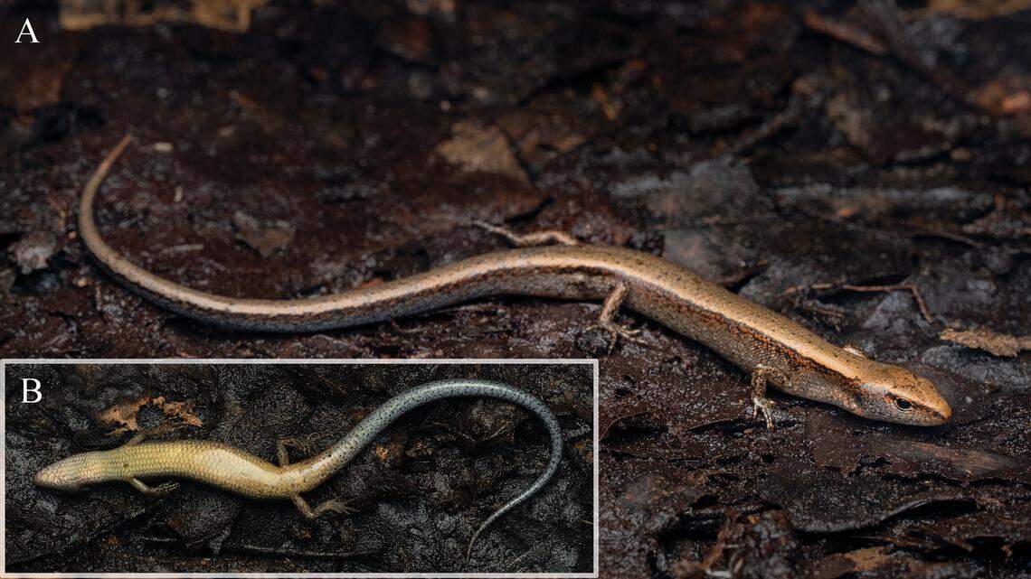 A Scincella tenuistriata, or narrow-striped ground skink.