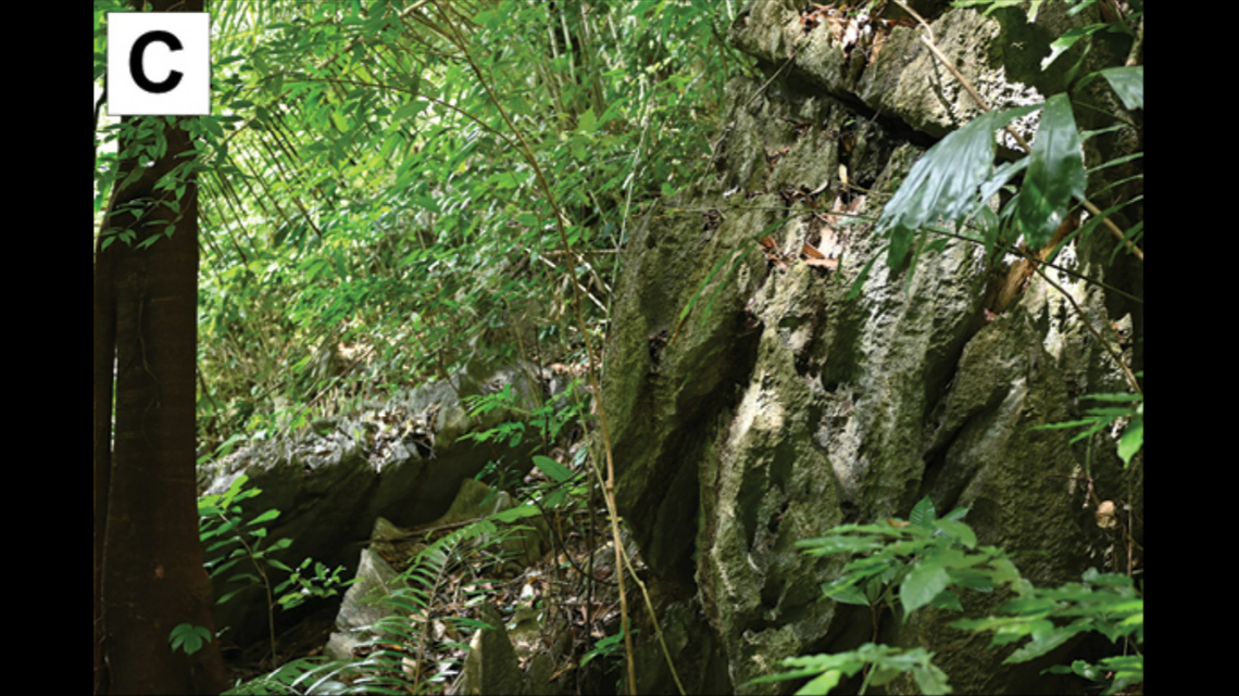 Scientists found a “unique” animal with gold eyes in a cave and discovered a new species, a study said. Photo shows a representative karst forest in Satun province.
