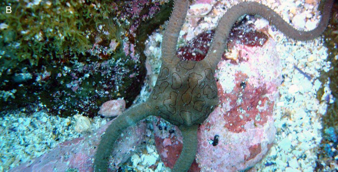 A live Ophioderma aija, or Aija brittle star.