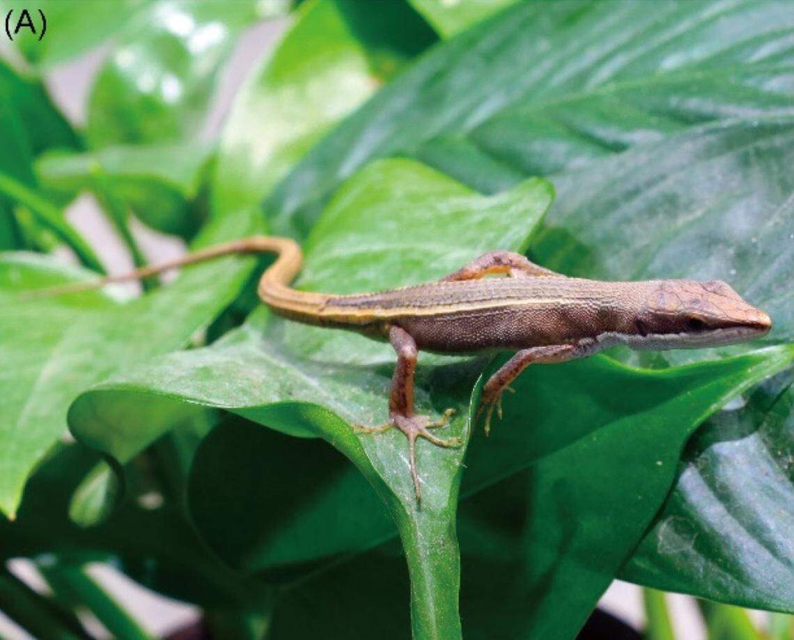 A Takydromus guilinensis, or Guilin grass lizard, perched on a plant.