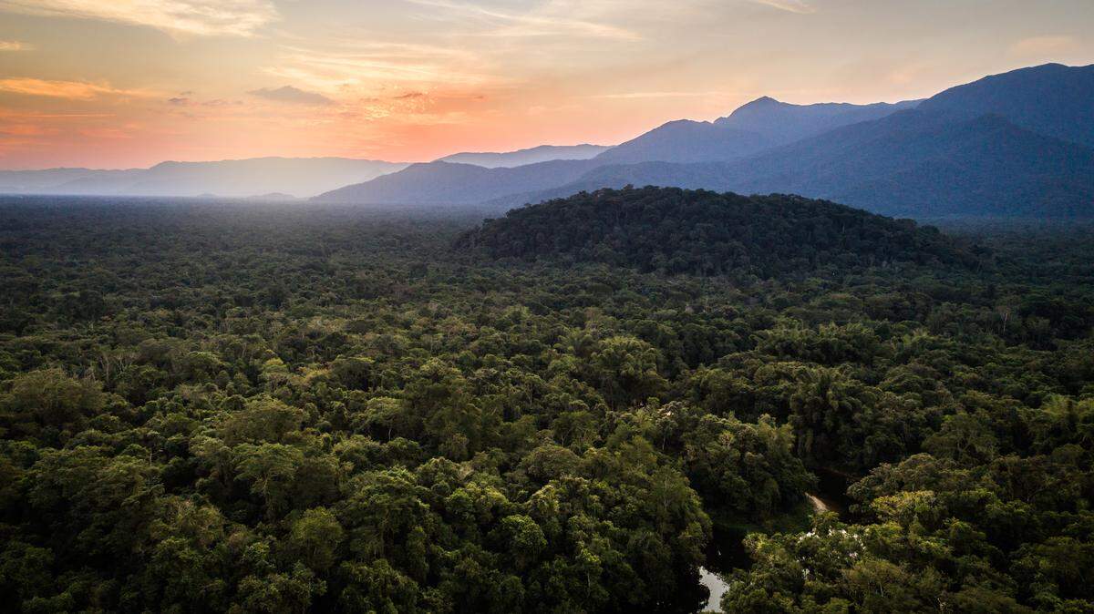 Seven new tree-dwelling tarantula species have been identified in southeastern Brazil, including three from heavily deforested regions, according to a study. 