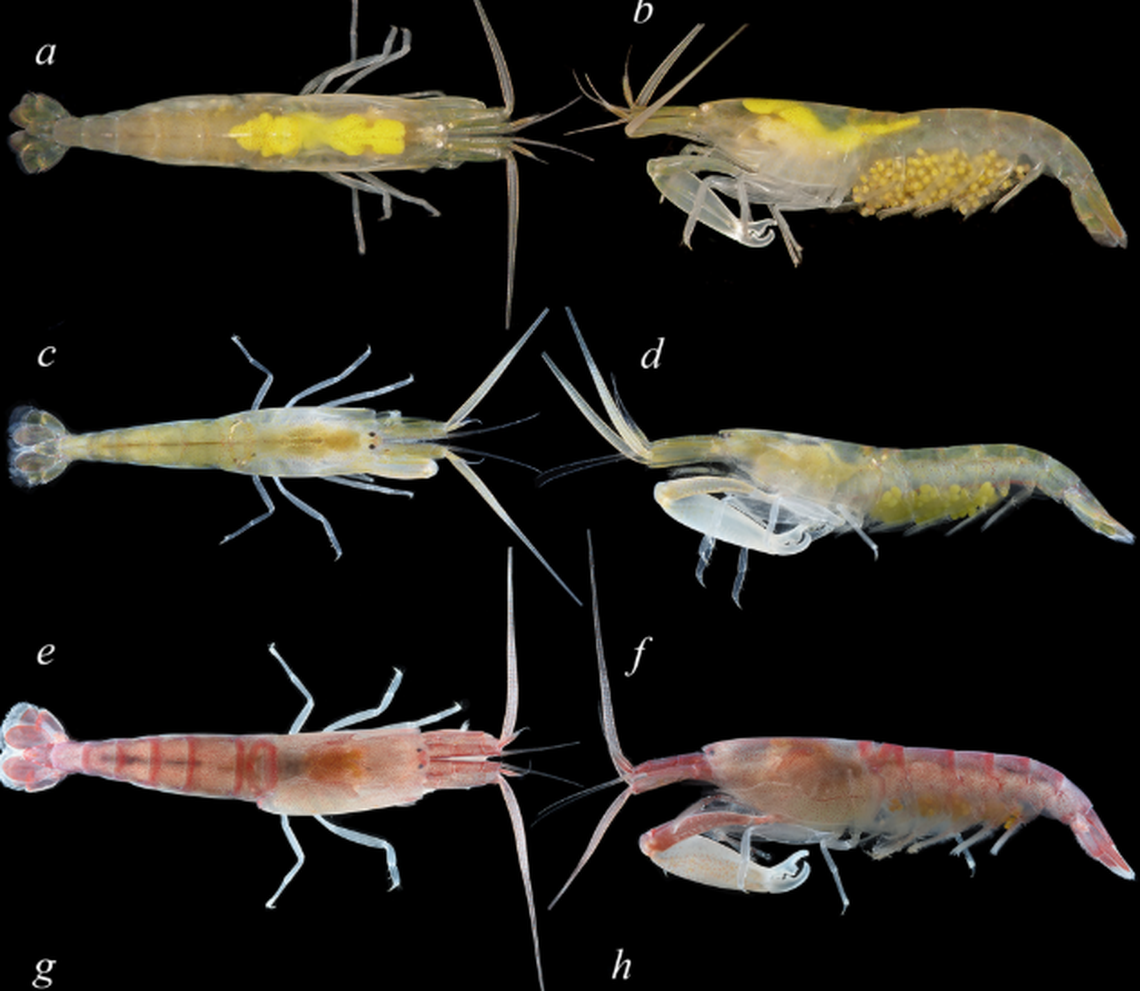 One new species, L. ankeri, has a yellowish body and bright eggs that can be seen from the outside.