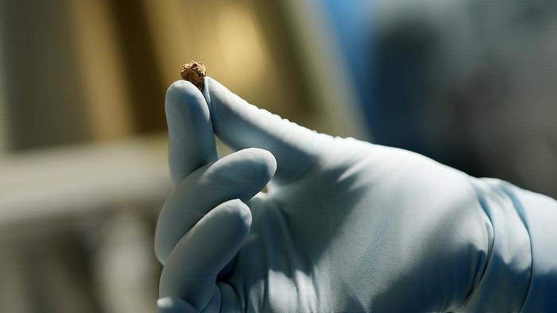 A scientist holds a piece of the 3,500-year-old cheese.
