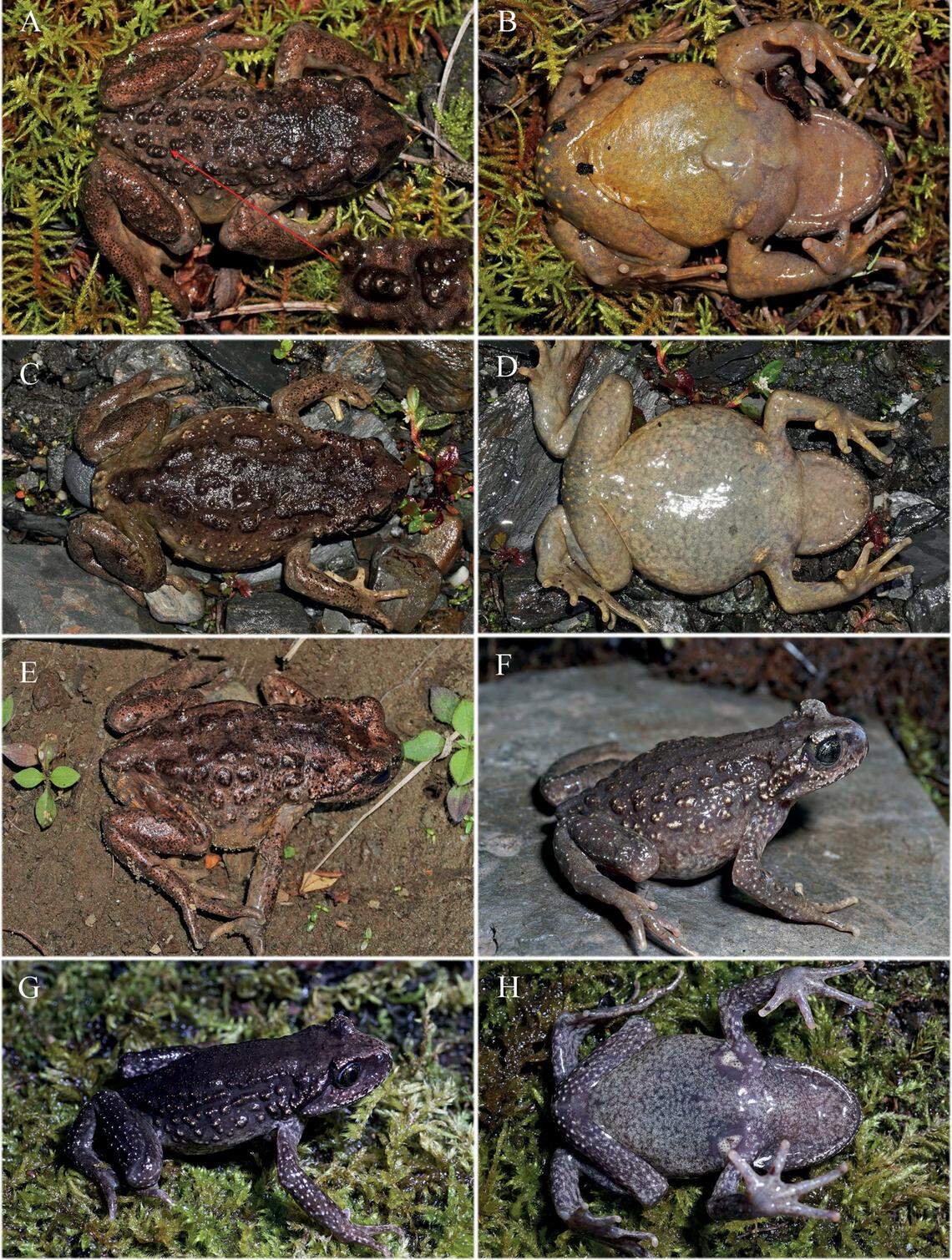 Several Scutiger luozhaensis, or Luozha lazy toads, showing the color variation in the new species.