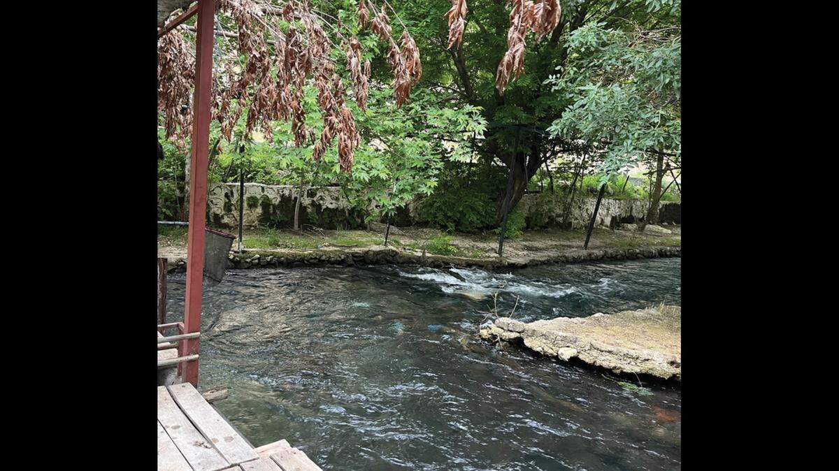 Scientists found a “slender” animal with a “blunt” snout living in a river in Turkey and discovered a new species, a study said.