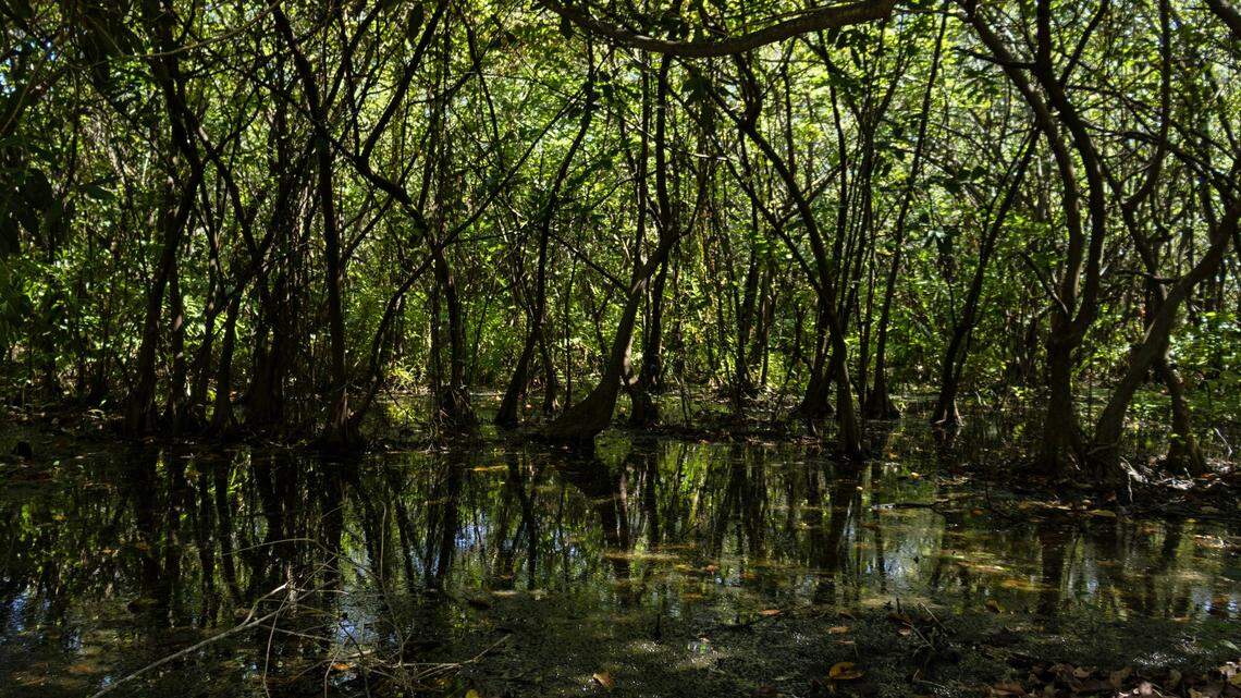 The herd, recorded in Huai Kha Khaeng Wildlife Sanctuary, is estimated to have 69 individuals, officials said.