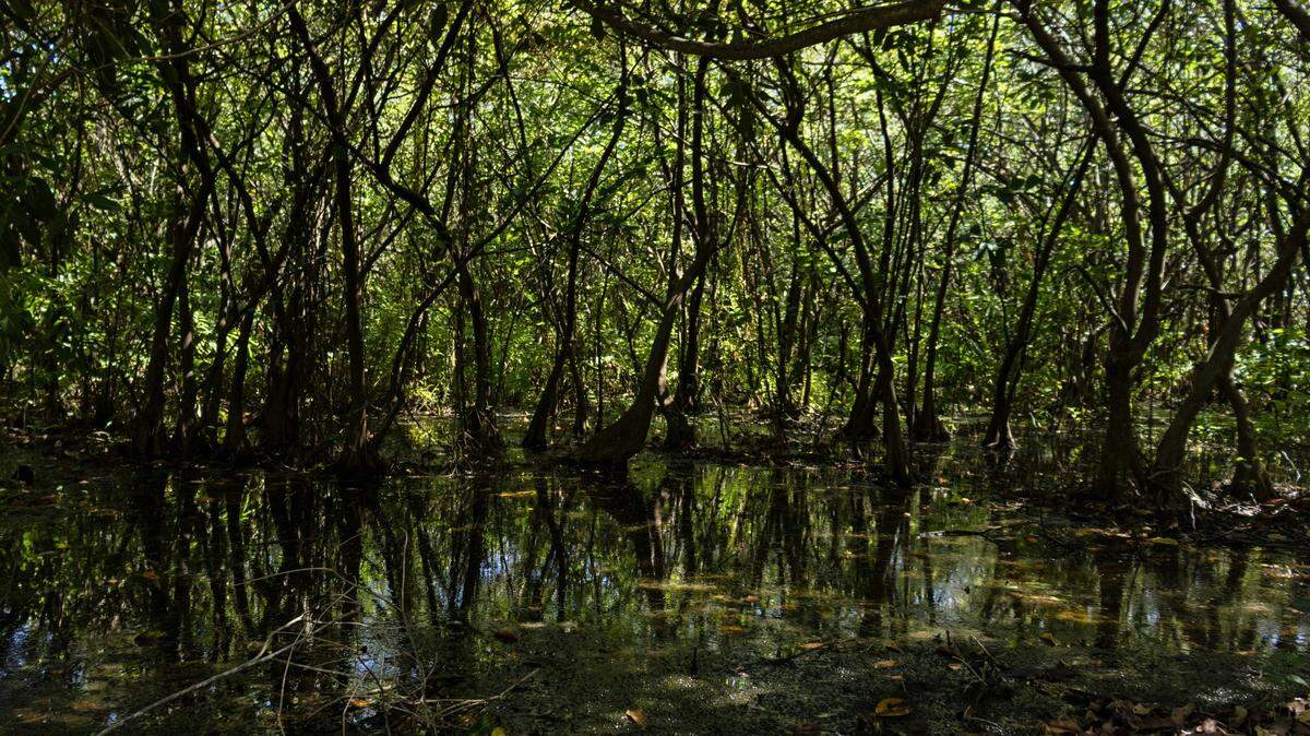 The herd, recorded in Huai Kha Khaeng Wildlife Sanctuary, is estimated to have 69 individuals, officials said.