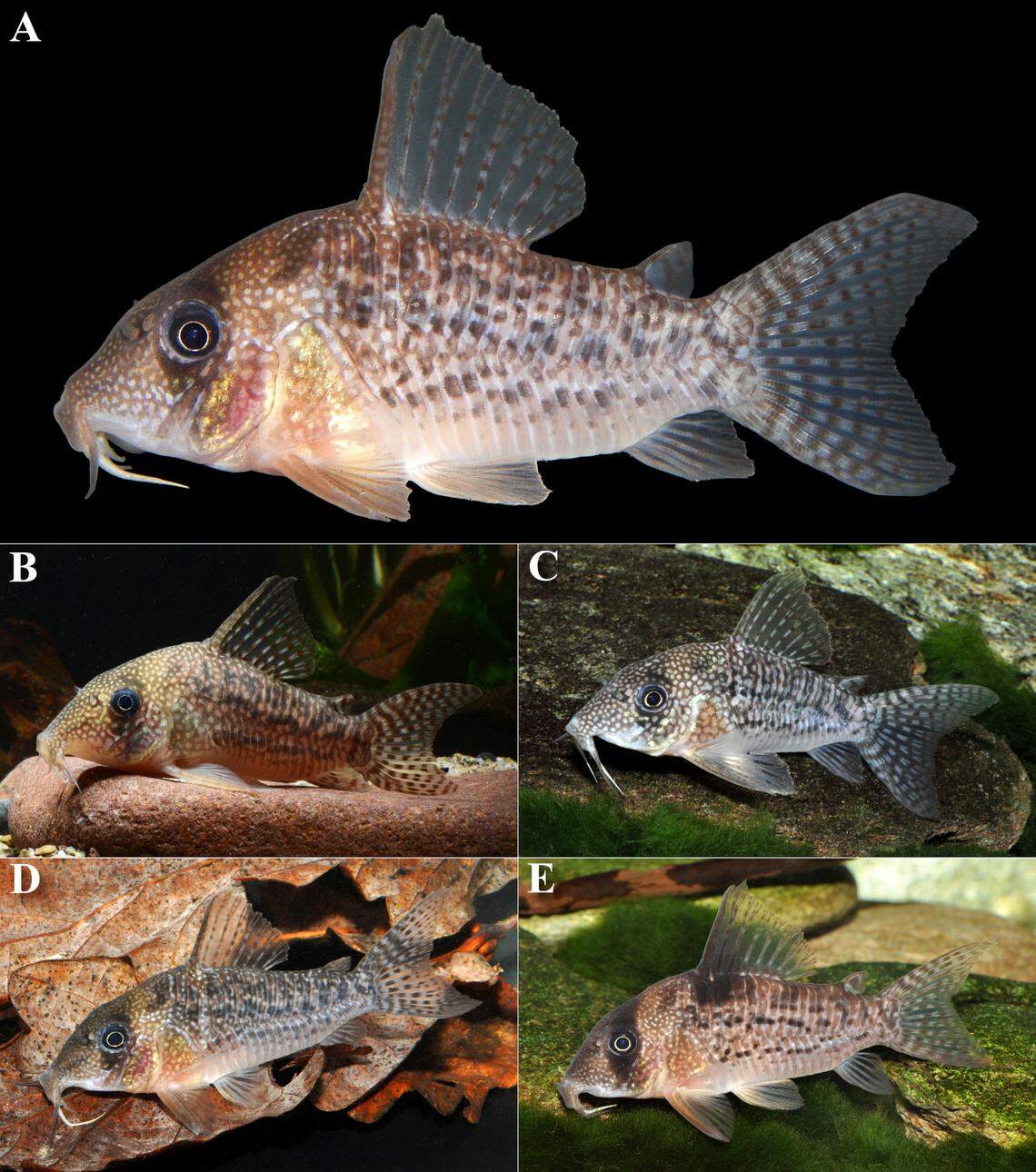 Several Hoplisoma noxium, or noxium armored catfish, from the aquarium trade.