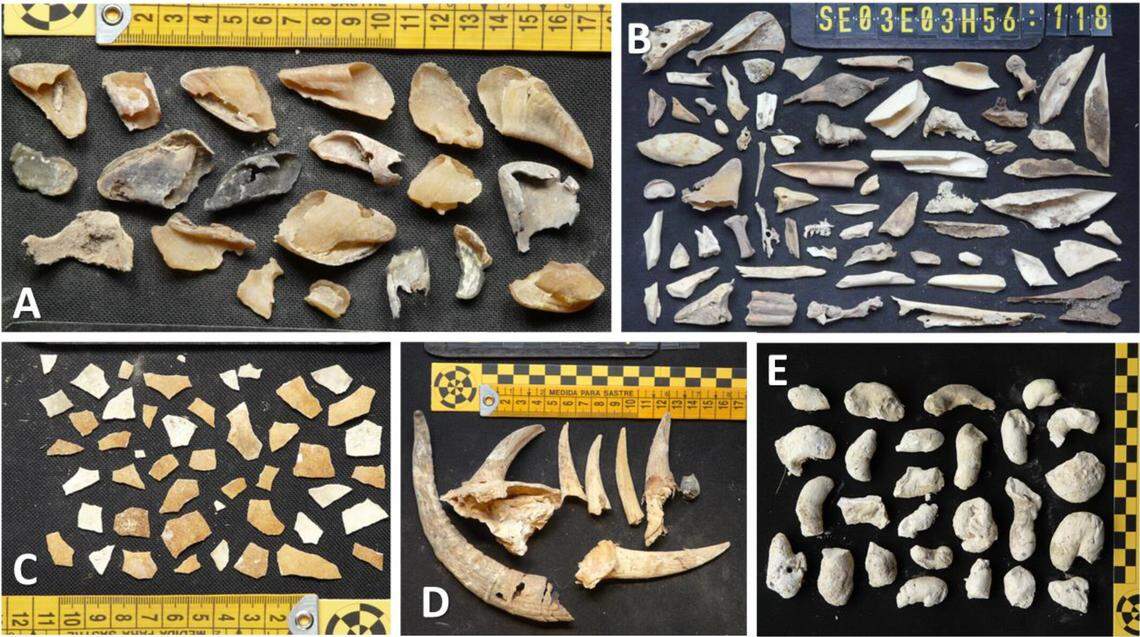 Non-human remains found in the bearded vulture nests, including bones (B, D), hooves (A), eggshells (C) and bird droppings (E).