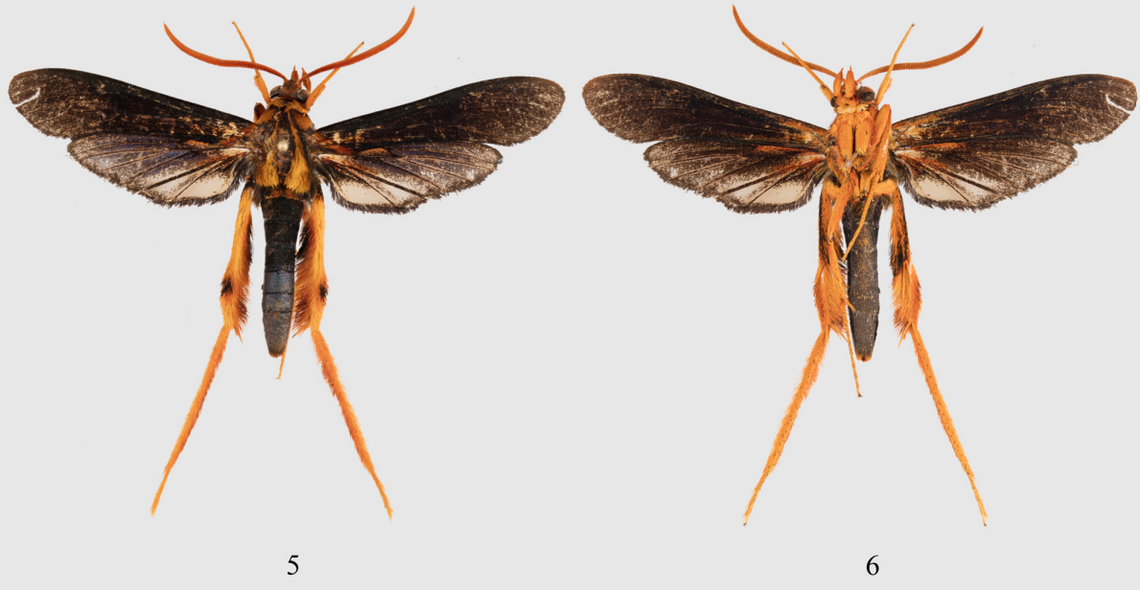 A Cicinnoscelis grandiosus, or grand clearwing moth, as seen from above (A) and below (B).