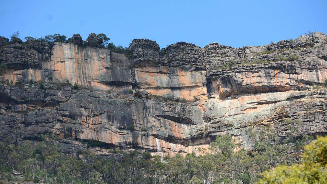 A population of critically endangered bridled nailtail wallabies is growing in Mallee Cliffs National Park, according to Australian officials.