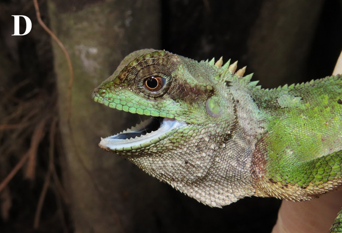 A close-up view of an Acanthosaura cuongi, or Cuong’s horned tree lizard.