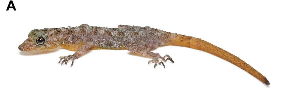 A male Cnemaspis enneaporus, or Sai Yok rock gecko.
