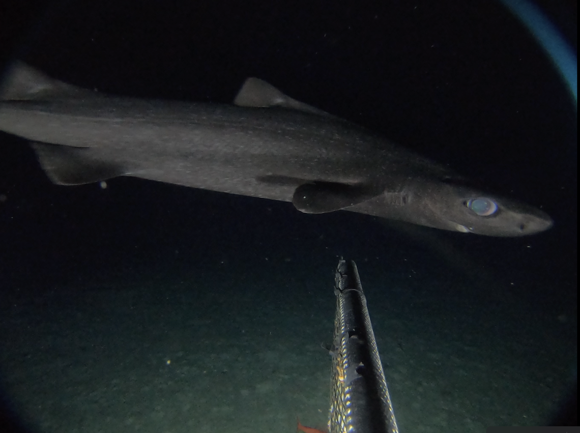 A roughskin dogfish shark seen off the Cayman Islands.
