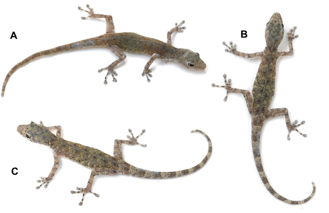 The new species has a “unique” slender build compared to closely related species that appear more “robust,” researchers said.