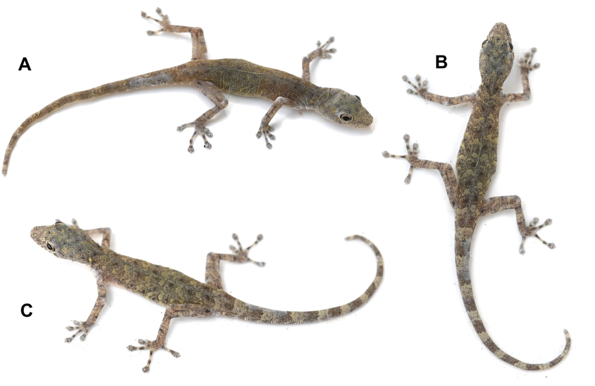 The new species has a “unique” slender build compared to closely related species that appear more “robust,” researchers said.