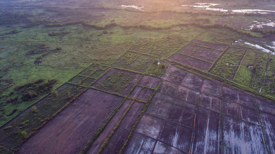Scientists found a “slender” creature with striped lips in a cultivated field in Cambodia and discovered a new species, a study said.