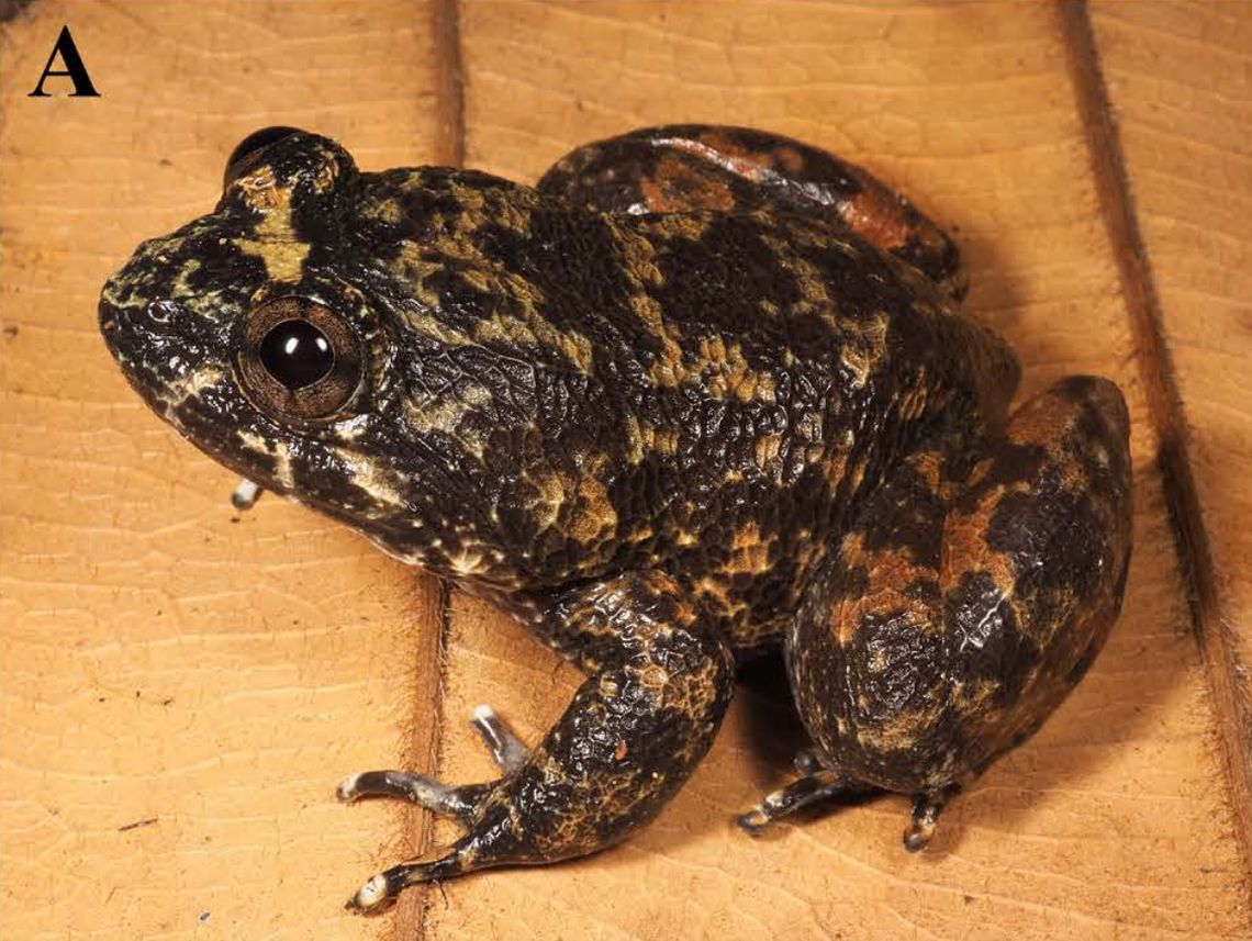 A male Limnonectes meratusensis, or Meratus’ creek frog.