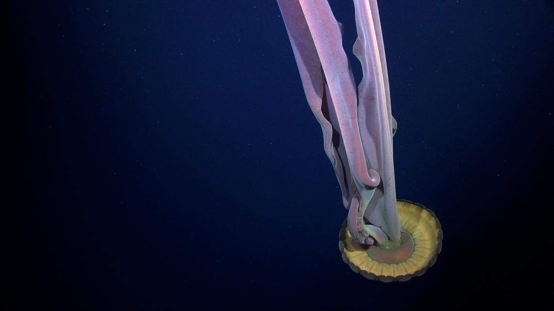 A giant phantom jelly was documented in the Bellingshausen Sea off Antarctica after the iceberg A-84 broke away from the George VI Ice Shelf.