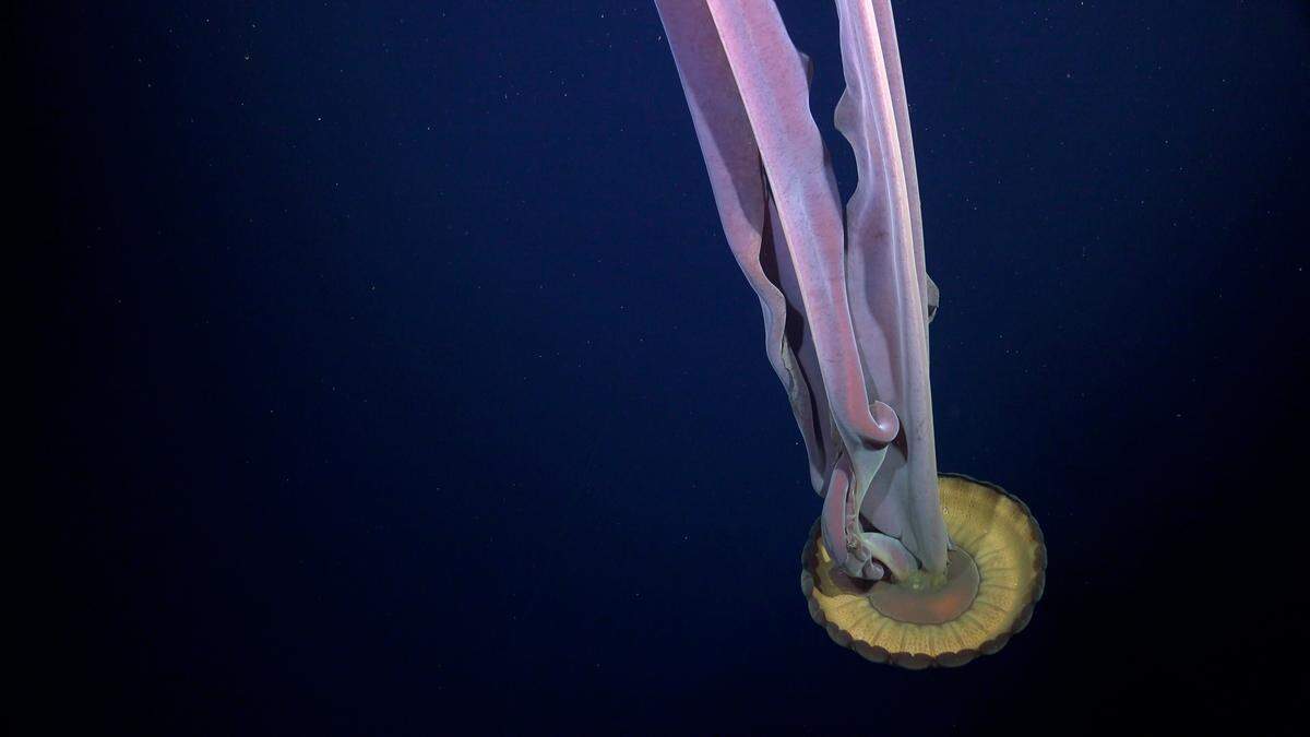 A giant phantom jelly was documented in the Bellingshausen Sea off Antarctica after the iceberg A-84 broke away from the George VI Ice Shelf.