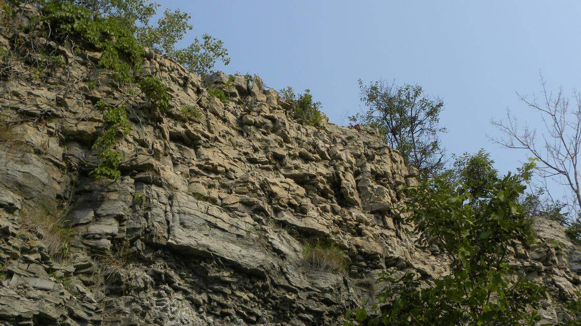 The remains of an ornithomimosaur were discovered at Busche quarry in northwestern Germany, marking a first-of-its-kind discovery in Germany, experts said.