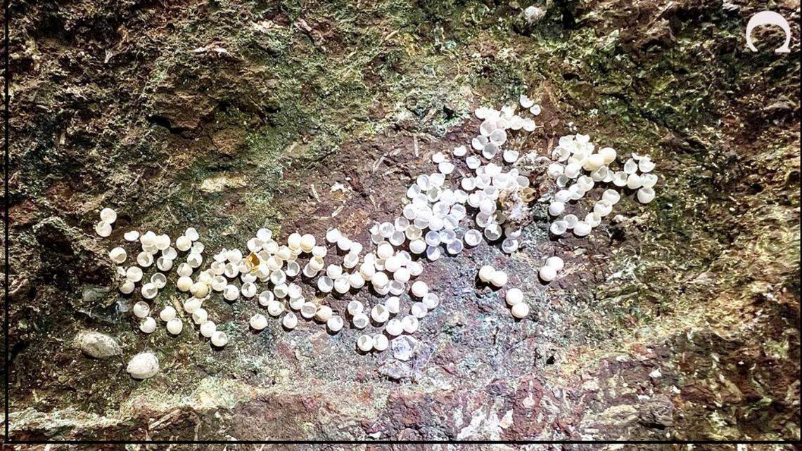 The new species’ ”communal egg laying site.”