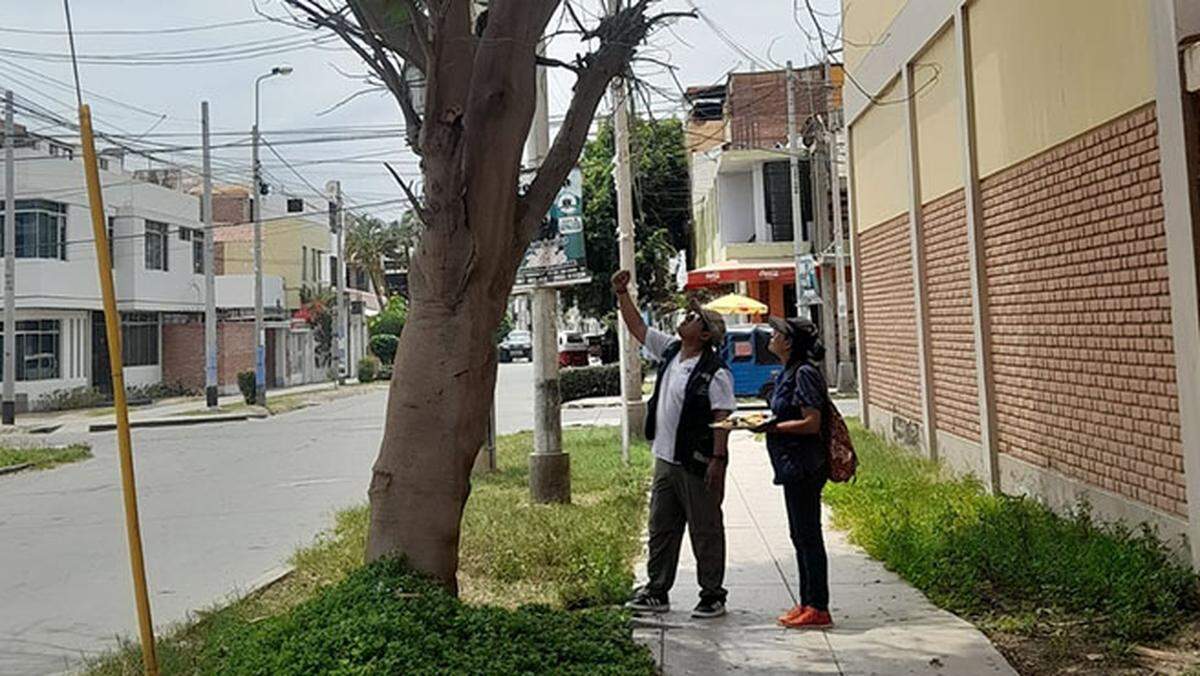 Officials try to coax the escaped monkey out of a tree in Ica.