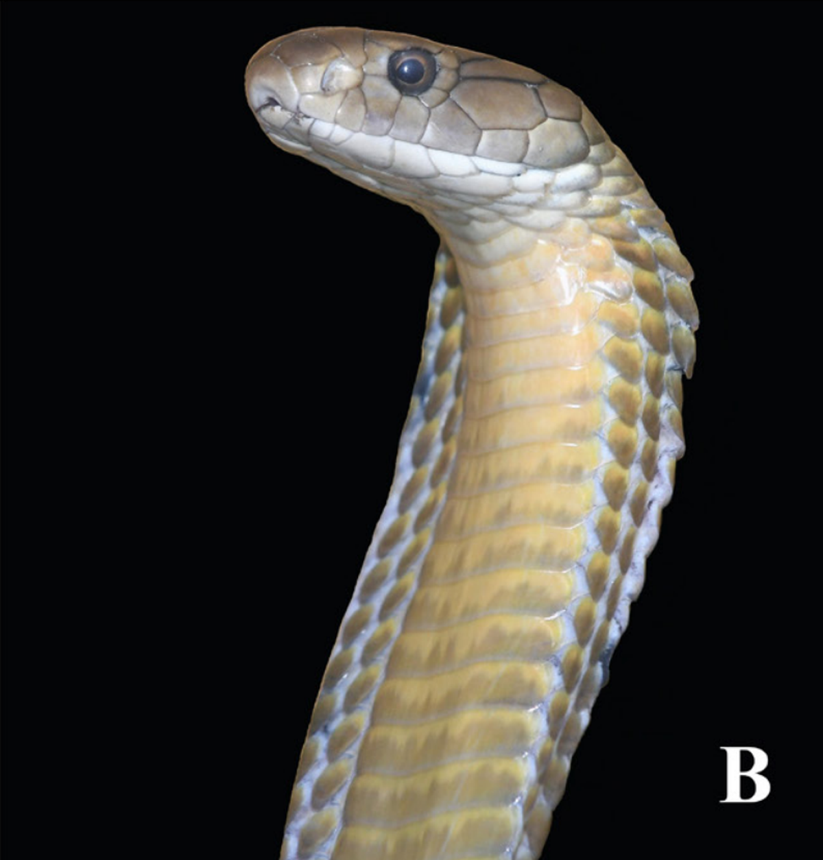 A close-up photo of Ophiophagus salvatana, or the Luzon king cobra
