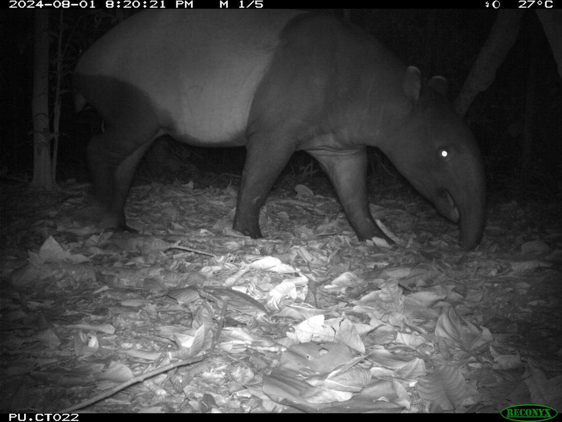 The Malayan tapir seen on Pulau Ubin island.