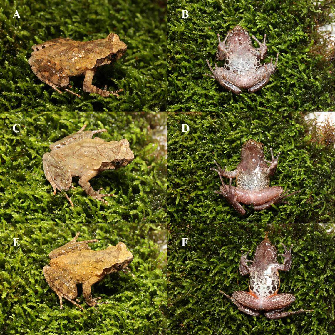 Several Boulenophrys daxuemontis, or Daxueshan horned toads, showing their color variation.